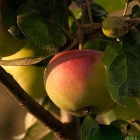 Peasgood Nonsuch Apple Tree (Malus domestica Peasgood Nonsuch) 2